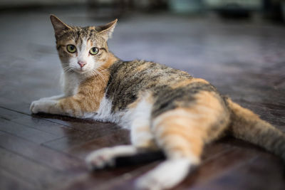 Portrait of cat lying on floor