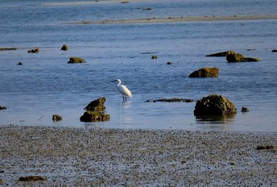 Seagulls on beach