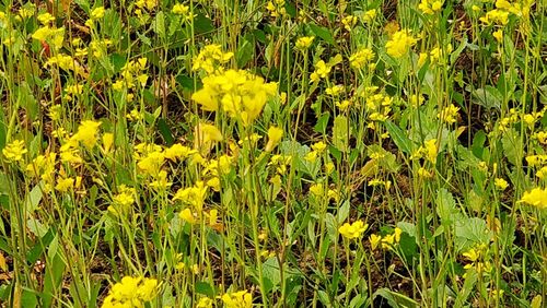 Full frame shot of yellow flowers blooming on field