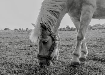 View of horse grazing on field