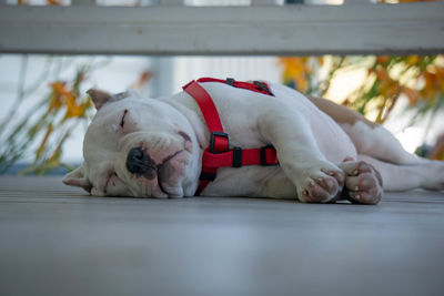 White dog sleeping on outside porch