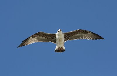 Seagull flying in the skies of spain