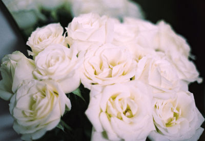 Close-up of white flowers