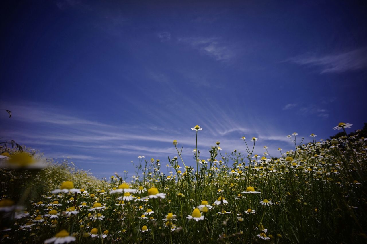 flower, sky, plant, field, growth, beauty in nature, fragility, freshness, nature, blooming, blue, yellow, cloud - sky, wildflower, tranquility, tranquil scene, petal, landscape, outdoors, flower head