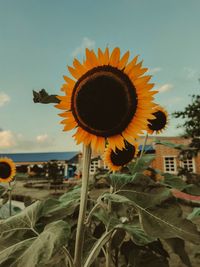 Close-up of sunflower against sky