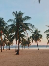 Palm trees on beach against clear sky