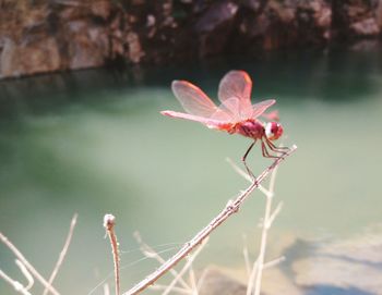 Close-up of pink flowering plant