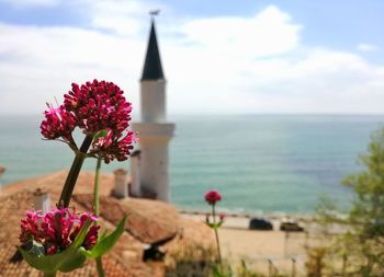 Close-up of flowering plant by sea against sky