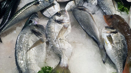 Close-up of fish for sale in market