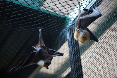 Low angle view of bats hanging in cage