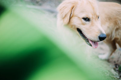 Close-up of dog sticking out tongue