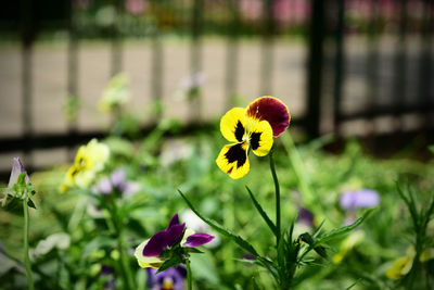 Close-up of yellow flower blooming in field