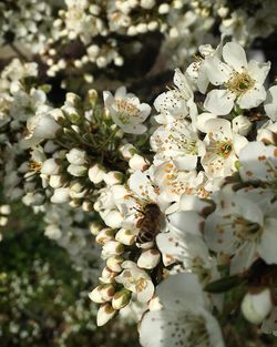 Close-up of white flowers on tree