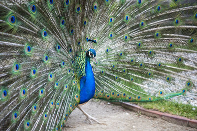 Close-up of peacock