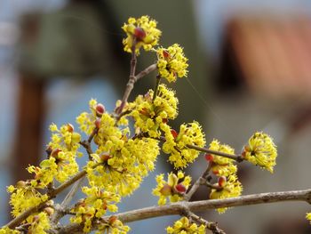 Close-up of yellow flowering plant