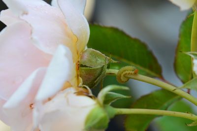 Close-up of insect on flower