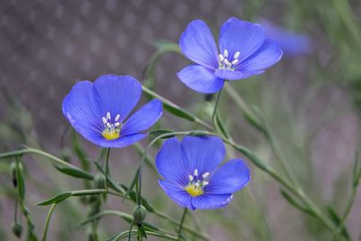 Close-up of purple crocus flowers