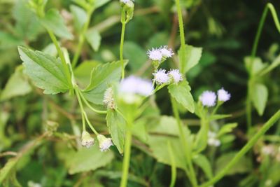 Close-up of white flowering plant