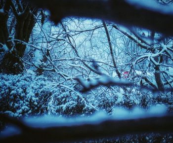 Snow covered trees in winter