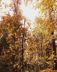 Low angle view of trees against sky