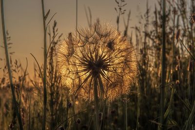 Close-up of dandelion on field against sky during sunset