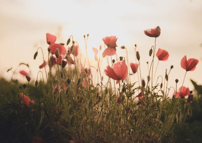 Close-up of red flowering plants on field