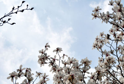 Low angle view of blooming tree against sky