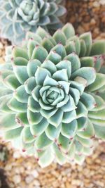 Close-up of succulent plant