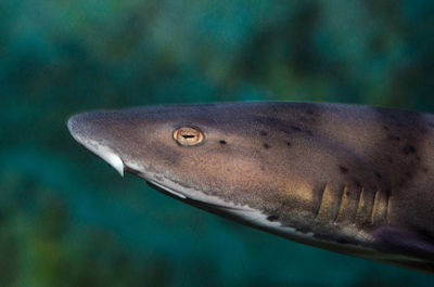 Close-up of fish swimming in sea