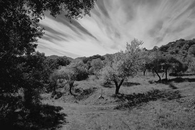 Trees on landscape against sky
