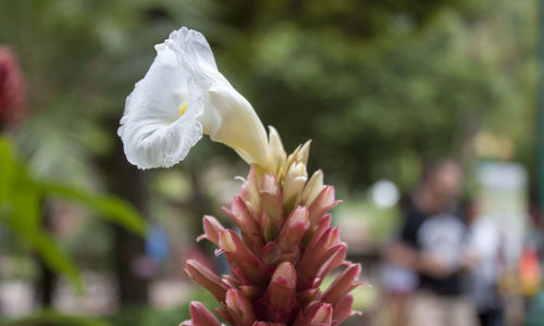 Close-up of white flowering plant in park