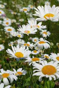 A meadow with marguerites or oxeye daisy in full bloom splendour with grasse