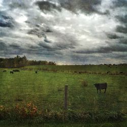 Sheep grazing on grassy field against cloudy sky