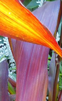 Close-up of plant