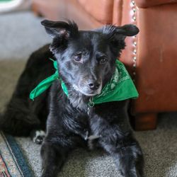 Close-up portrait of black dog sitting