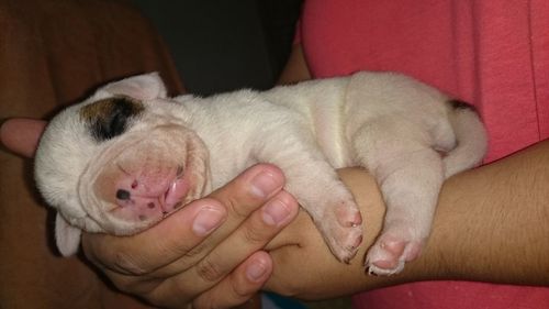 Close-up of hand sleeping cat