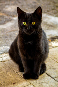 Portrait of black cat sitting on floor