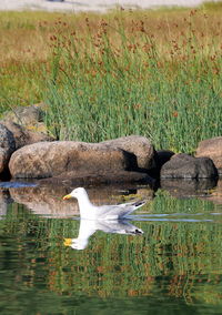Seagull flying over lake