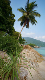 Palm trees by sea against sky