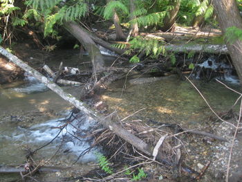 Scenic view of water in park