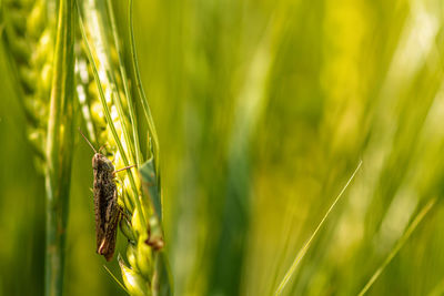 Close-up of insect on plant