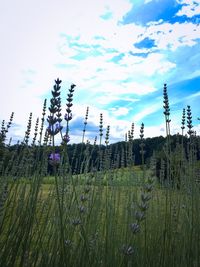 Plants growing on field against sky