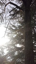 Low angle view of tree against sky
