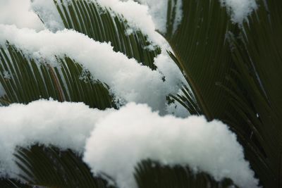 Close-up of frozen trees against sky