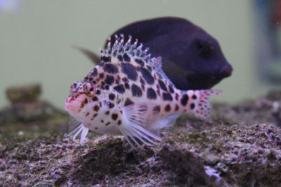 Sea fis in a marine fish tank 