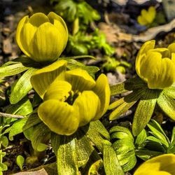 Close-up of yellow flowers