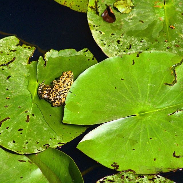 leaf, green color, high angle view, water, nature, leaves, leaf vein, animals in the wild, pond, animal themes, natural pattern, growth, close-up, wildlife, beauty in nature, plant, day, outdoors, tranquility, floating on water