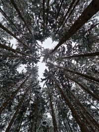 Low angle view of trees in forest