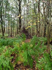 Trees in forest