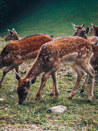 animal